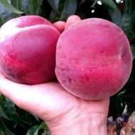 Саджанець Персик Фіделія